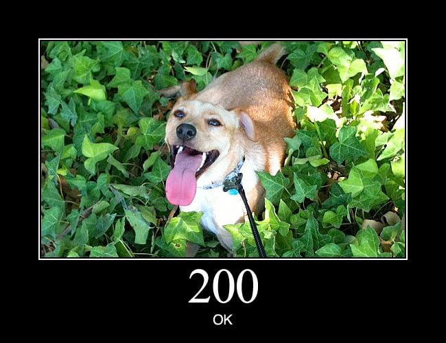 200 OK HTTP Status Dogs