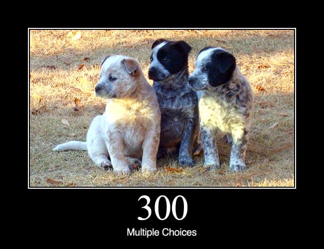 300 Multiple Choices - HTTP Status Dogs