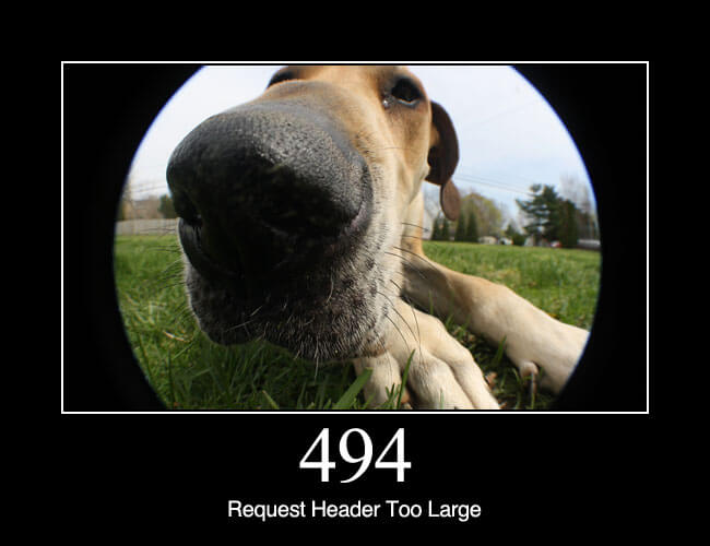 429 Too Many Requests - HTTP status code and dogs!