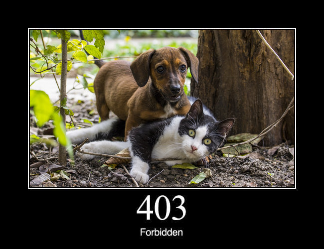 403 Forbidden